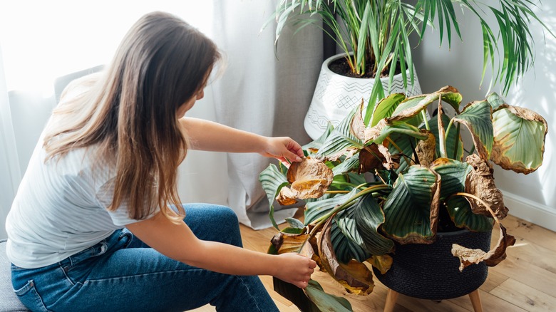 woman with sick plant