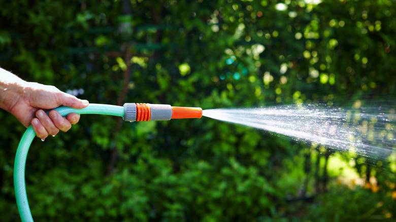 Hand spraying lawn with hose