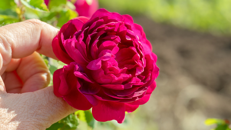 hand pinching dark pink rose