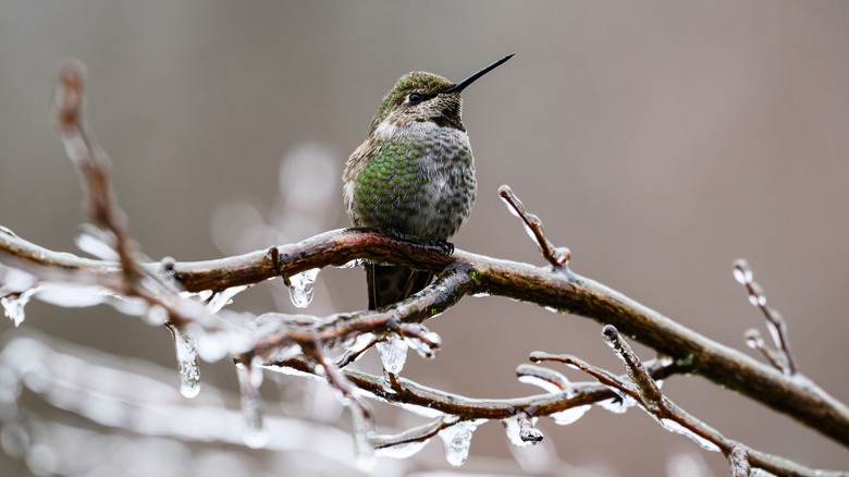 hummingbird perched on icy branch