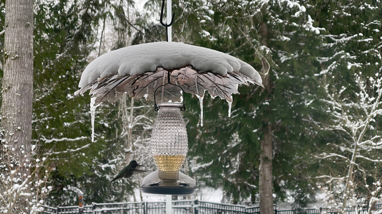 hummingbird feeder covered in snow