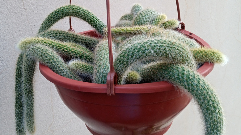 monkey tail cactus