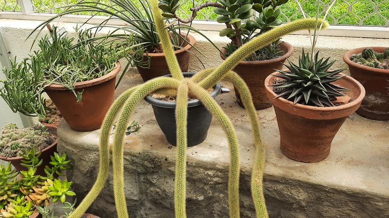 monkey tail cactus window