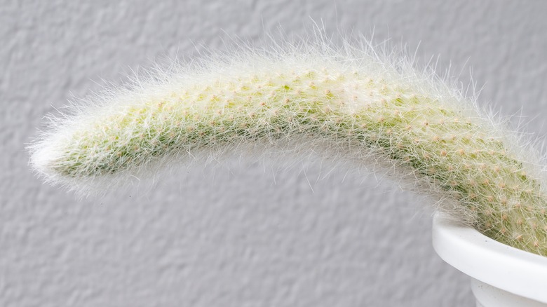 pale monkey tail cactus