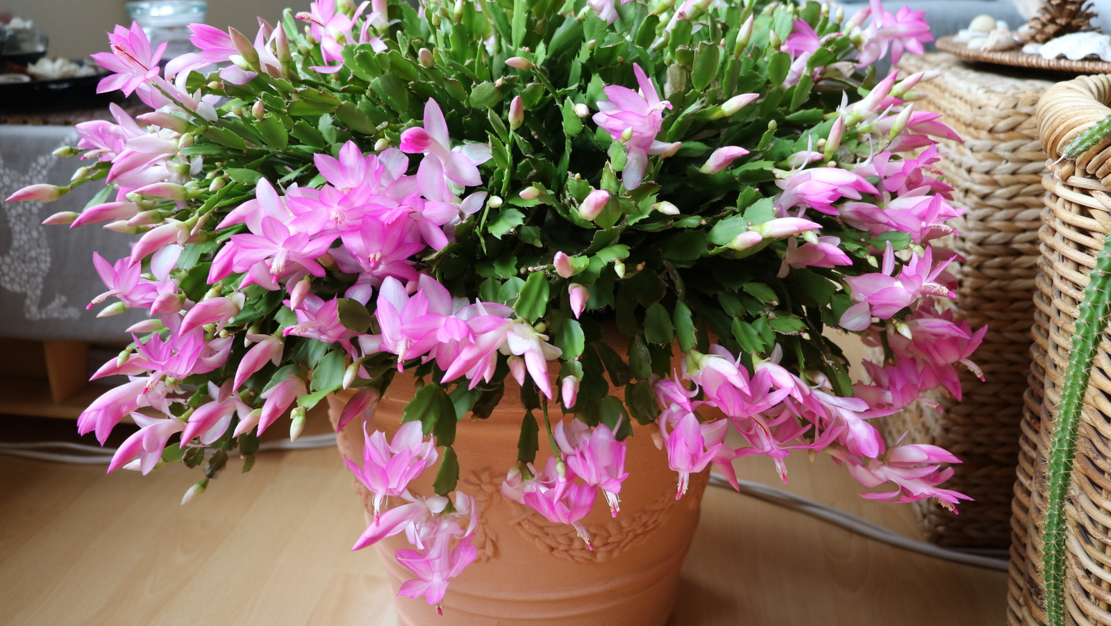 The Simplest Way To Banish Mealybugs From Your Christmas Cactus