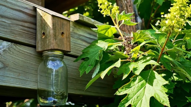 mason jar carpenter bee trap