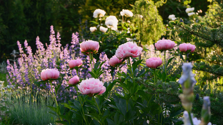 A close-up of blooming perennial flowers