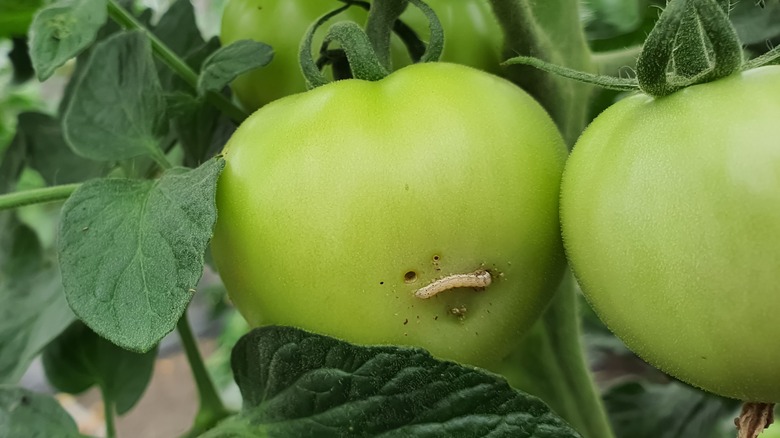caterpillar eating green tomato