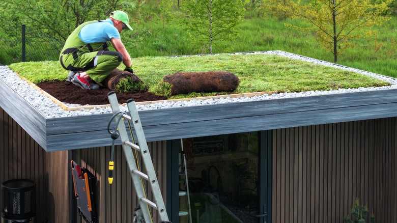 Green roof on top of shed