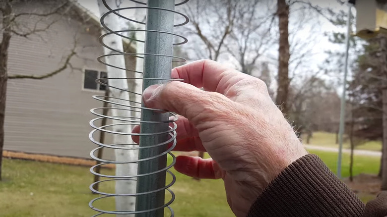 Man putting slinky on bird feeder pole