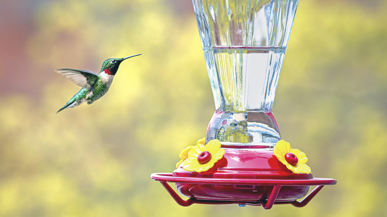 hummingbird near feeder