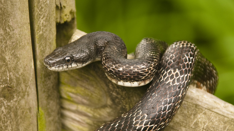 black snake on wood