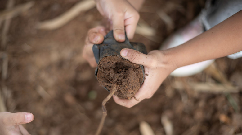 Two sets of Caucasian hands prep a bush for planting.