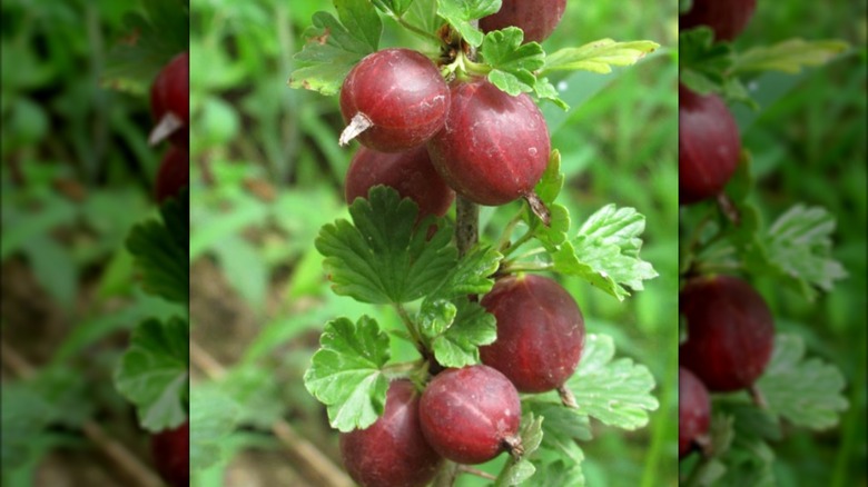 Ripe captivator gooseberries growing on a branch