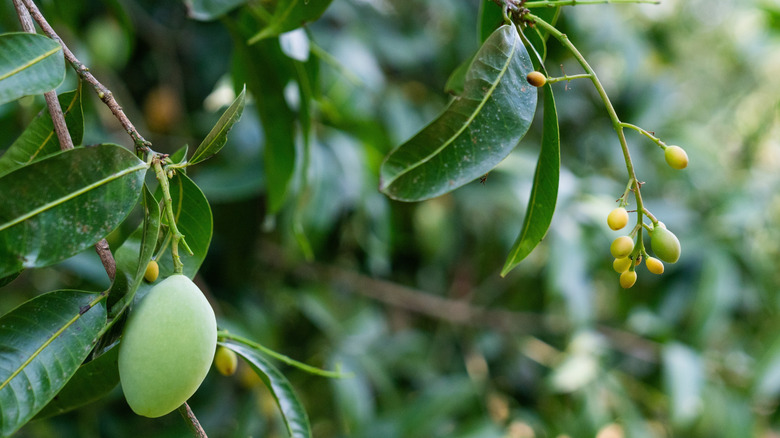 Close up of a mango tree with developing fruit