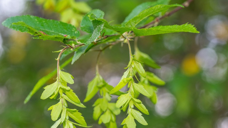 Flowers hang from an American hornbeam