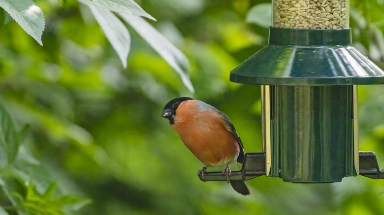 A bird sits on a feeder in a garden