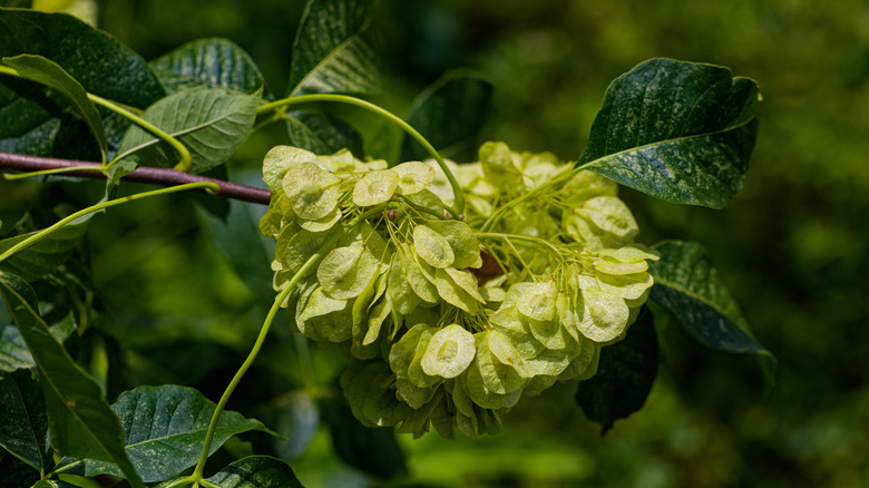 A hop tee shows off its wafer-like fruits.