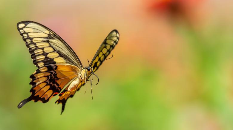 A giant swallowtail butterfly flies in a garden.