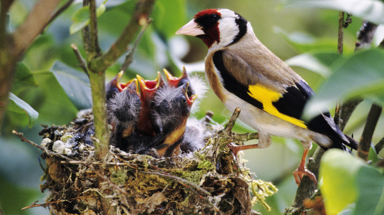 Birds nest with hatchlings