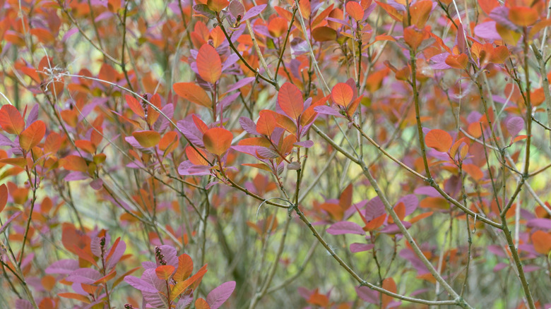 Cotinus obovatus branches