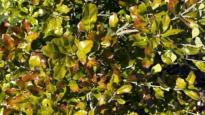 Chapman oak leaves