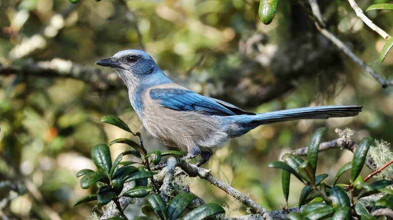 A Florida Scrub Jay perches on the branch of a scrub oak