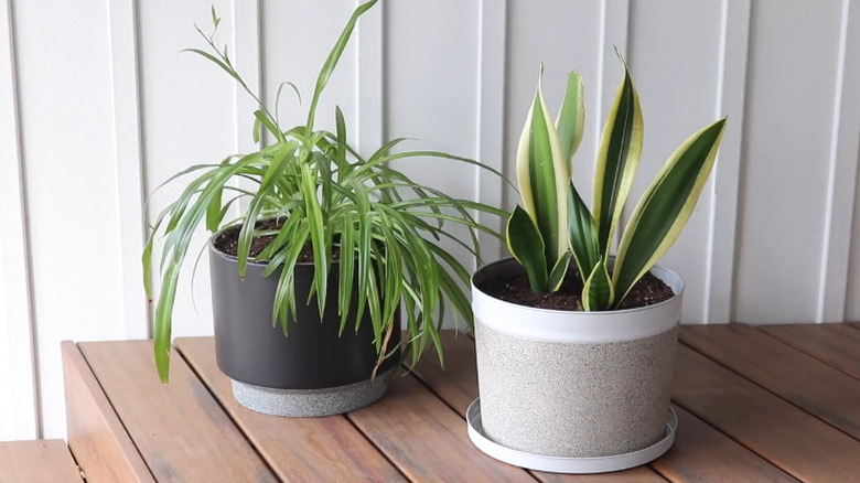 repurposed popcorn tin planters