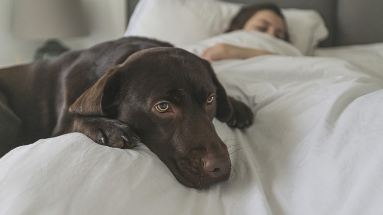 Dog laying in a bed with their owner