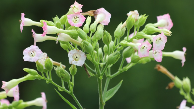 closeup of tobacco flower