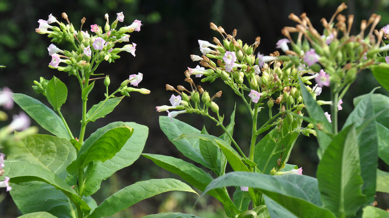 tobacco flower in garden