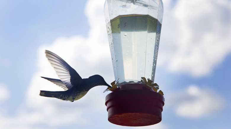 hummingbird at feeder