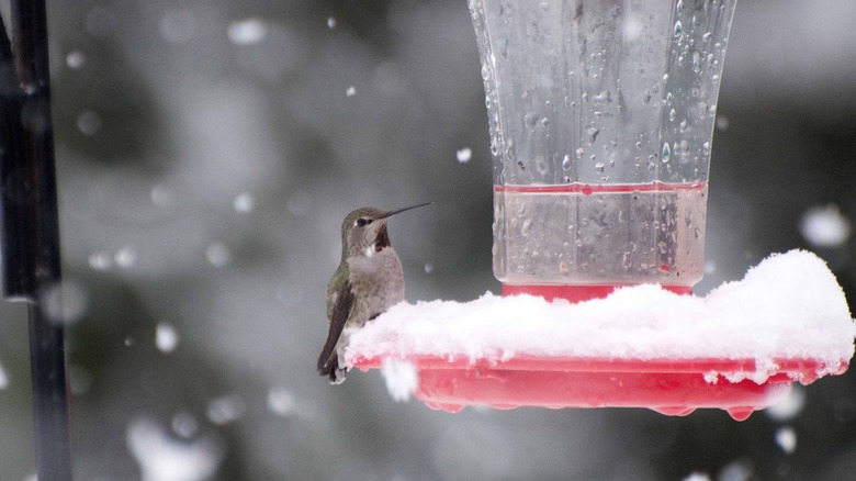 hummingbird at feeder in snow