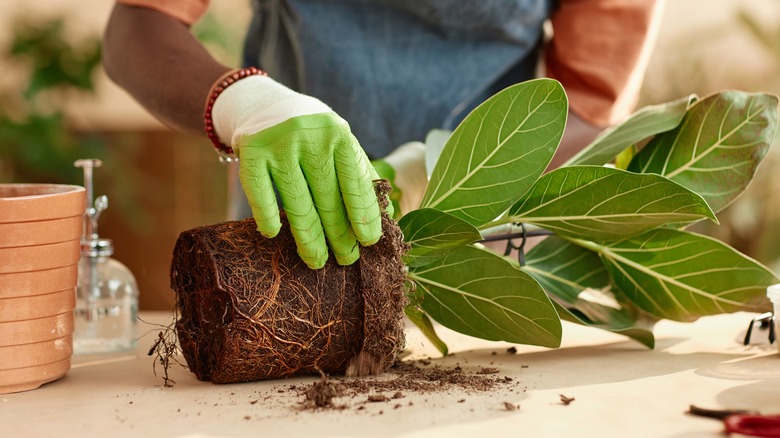 Unpotted houseplant with visible roots