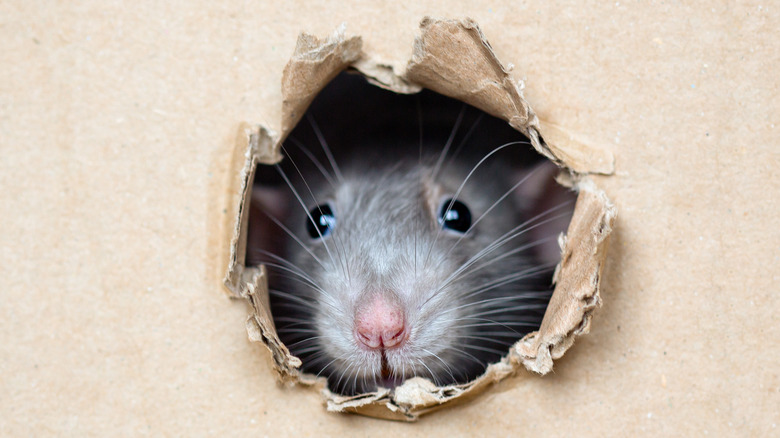 How to Get Rid of Mice in Your Garage