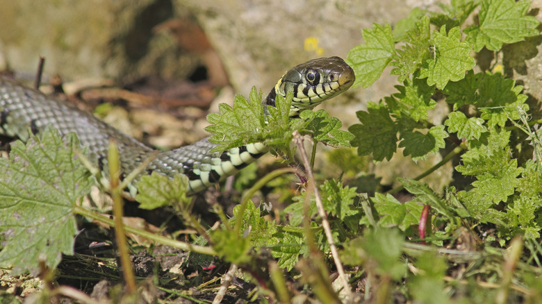 Snake crawling in plants