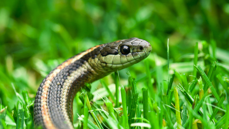 Snake head in grass