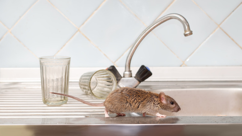 Mouse on sink