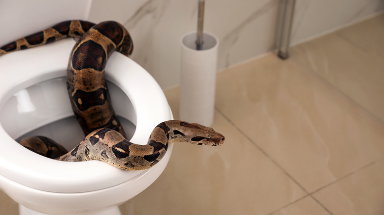 snake resting in toilet bowl