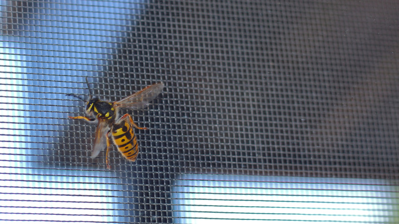 A wasp on a screen