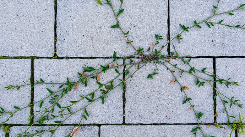 Weeds growing between pavers