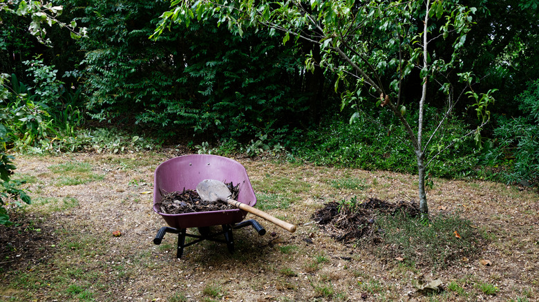 mulching a stone fruit tree