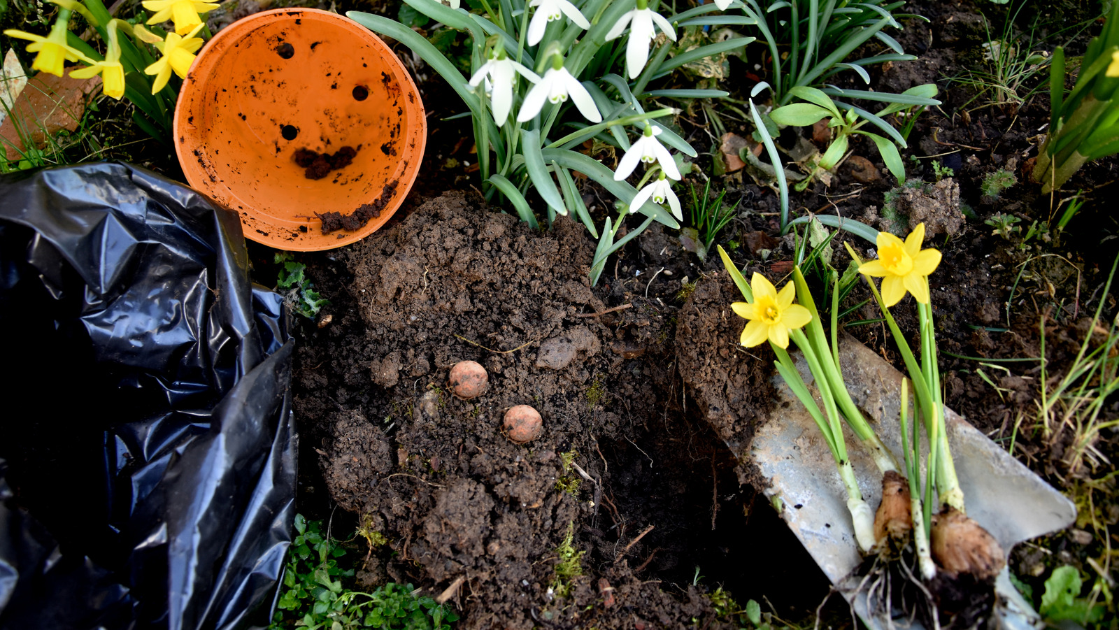 The Soil Mistake You Should Avoid When It Comes To Planting Daffodils