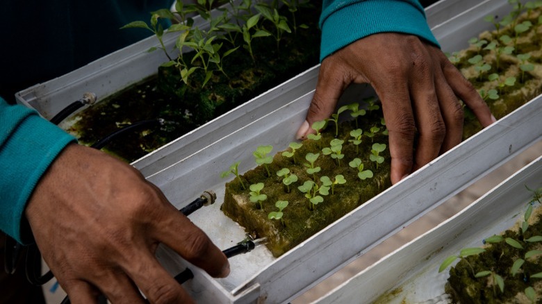 Hands checking the soil 