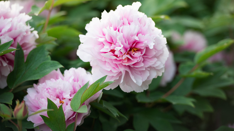 A beautiful and pink peony in a garden