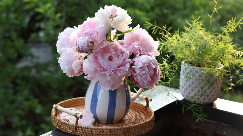 Pink peonies in striped vase