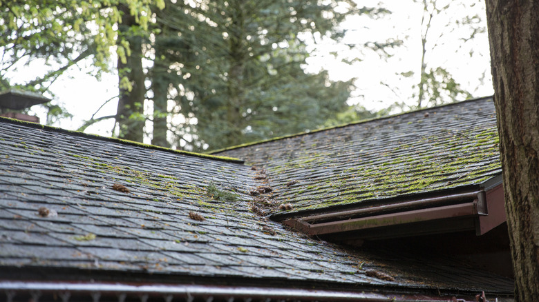 A moss covered roof