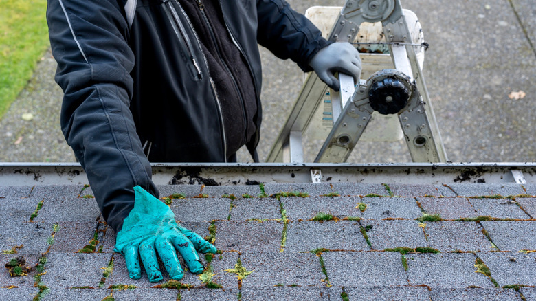 A person on a ladder removing moss from their roof