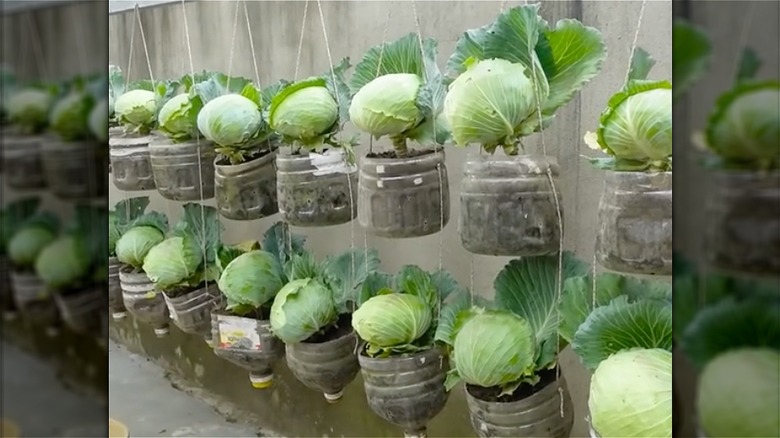 cabbage growing in plastic bottles