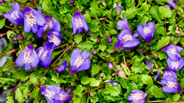 Creeping mazus flowers in bloom